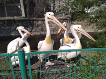 Знайомство з пеліканами 