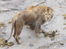 Збагачення середовища проживання левам 